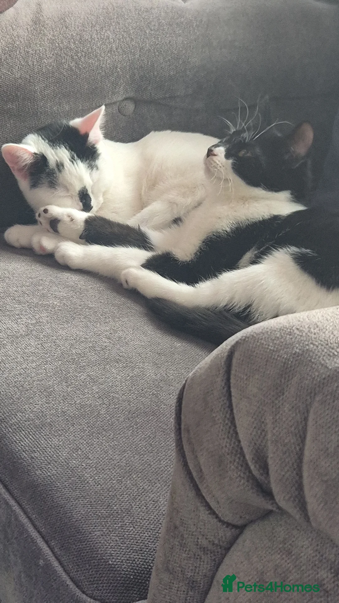 Mixed Breed cats for sale: Two female kittens 7 months old  - Advert 3