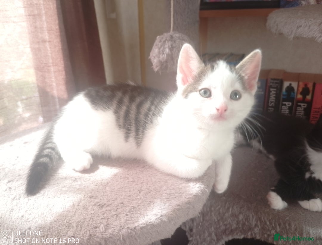 Mixed Breed cats for sale: 9 adorable Disney kitten couples  - Image 23