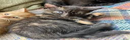 Mixed Breed cats for sale: Ready for New Adventures 🏠  - Advert 8