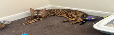 Bengal 1