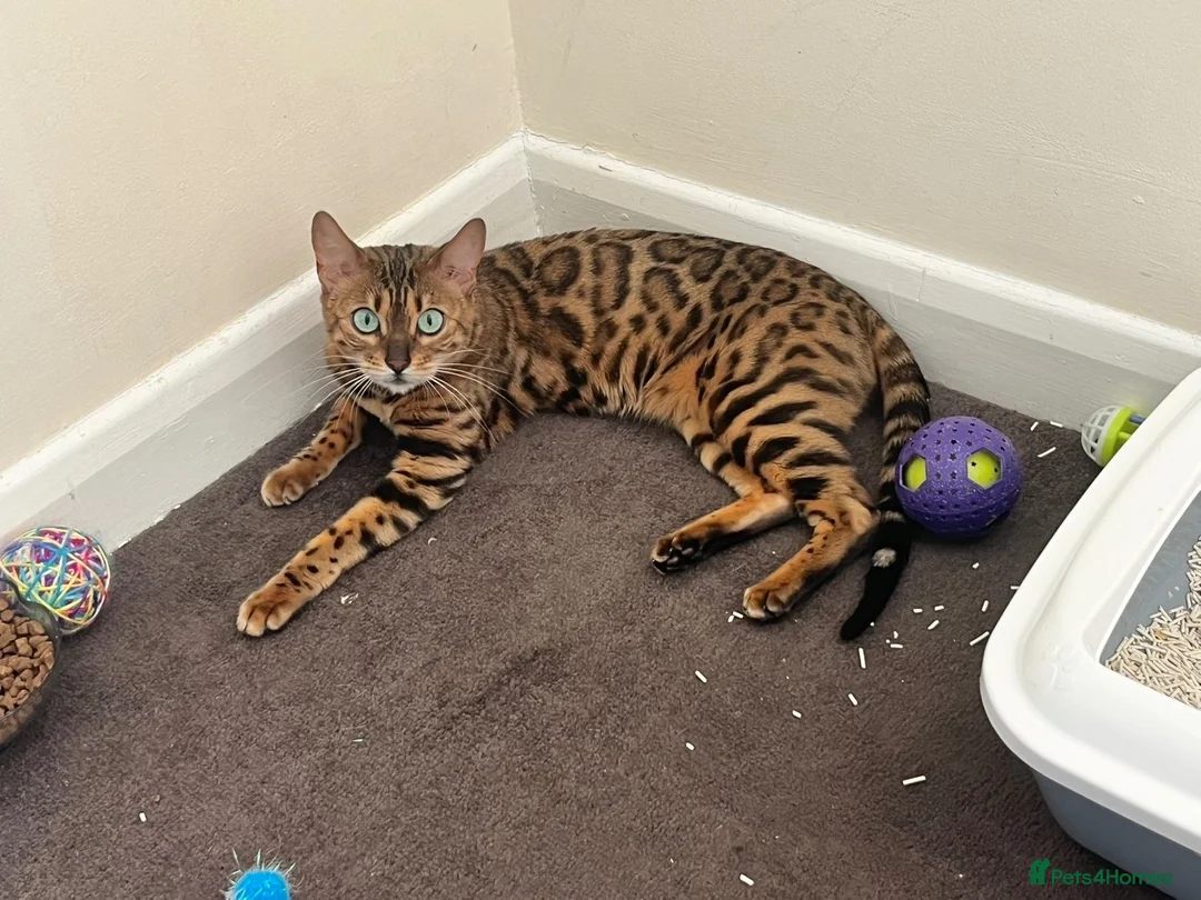 Bengal cats for sale: Beautiful Bengal ❤️ - Advert 2