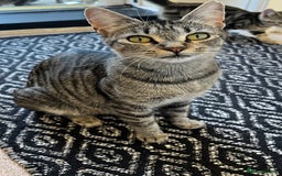 Domestic Shorthair cats for sale: Beautiful Domestic Shorthair kitten - Image 9
