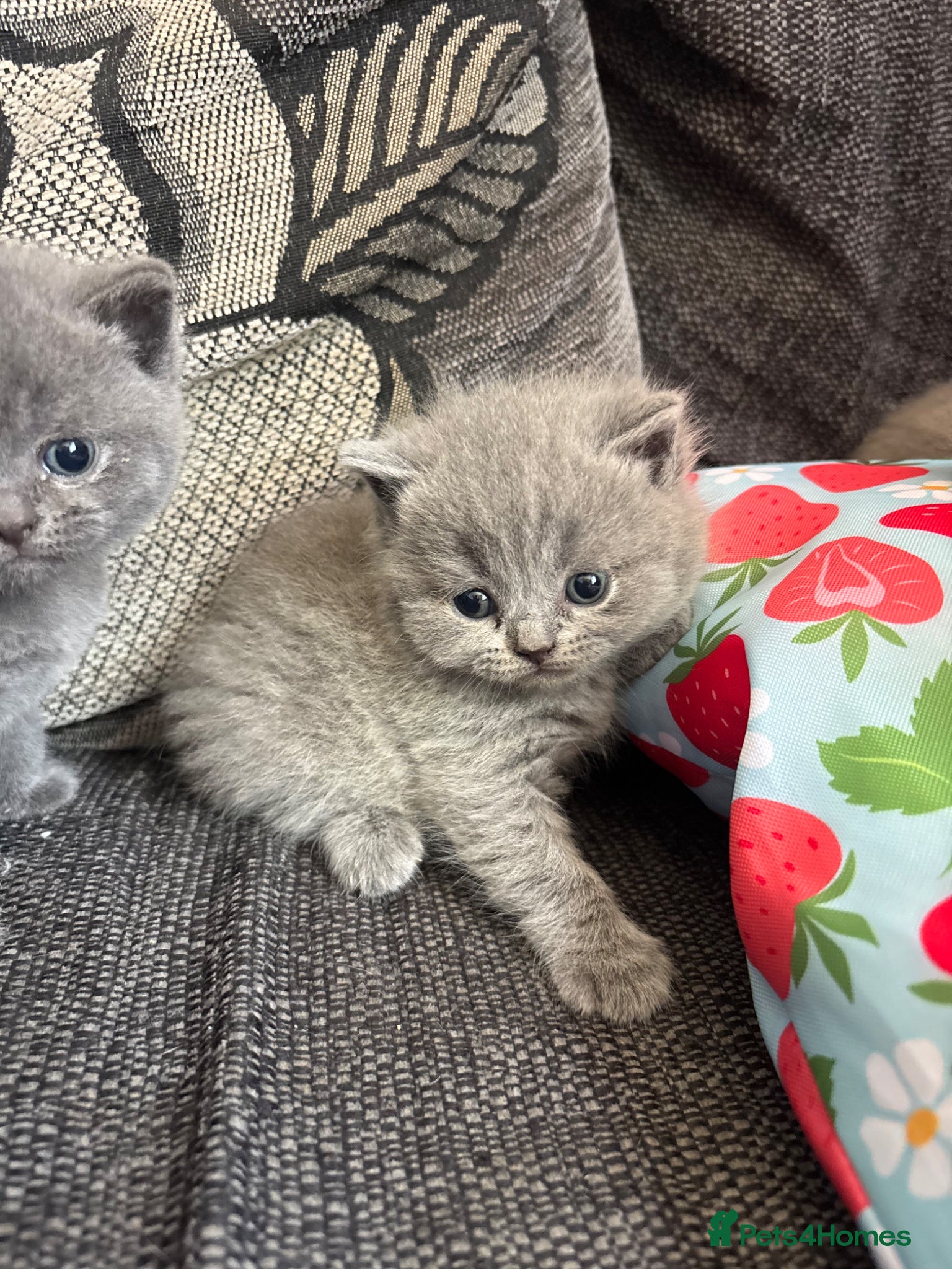 British Shorthair cats British blue shorthair kittens ready 20th June  - Advert 5