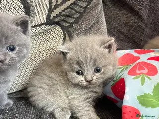 British Shorthair cats British blue shorthair kittens ready 20th June - Advert 2
