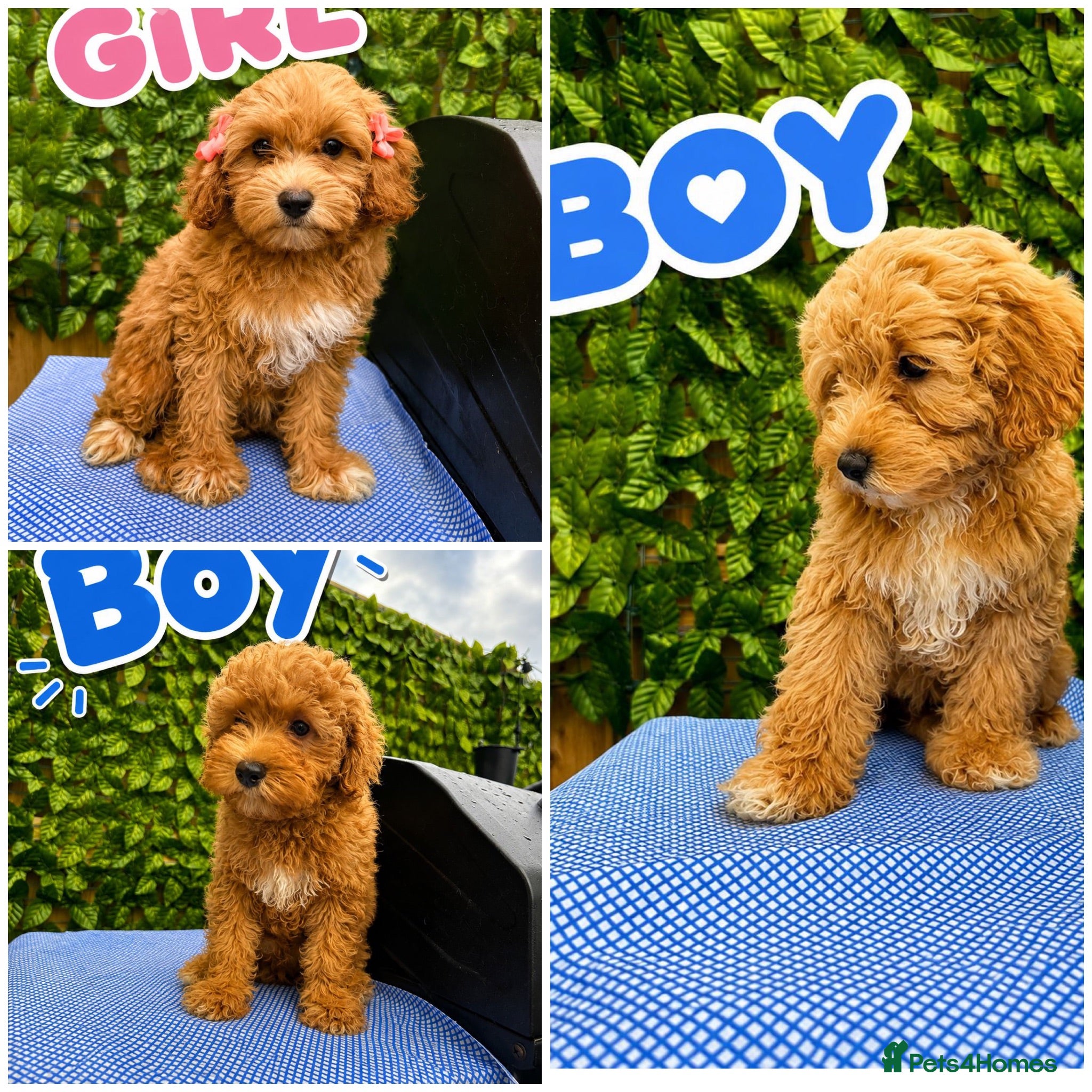 Maltipoo dogs Asian Maltipoo Puppies 🐶  - Advert 2