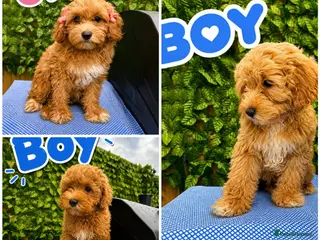 Maltipoo dogs Asian Maltipoo Puppies 🐶 - Advert 2