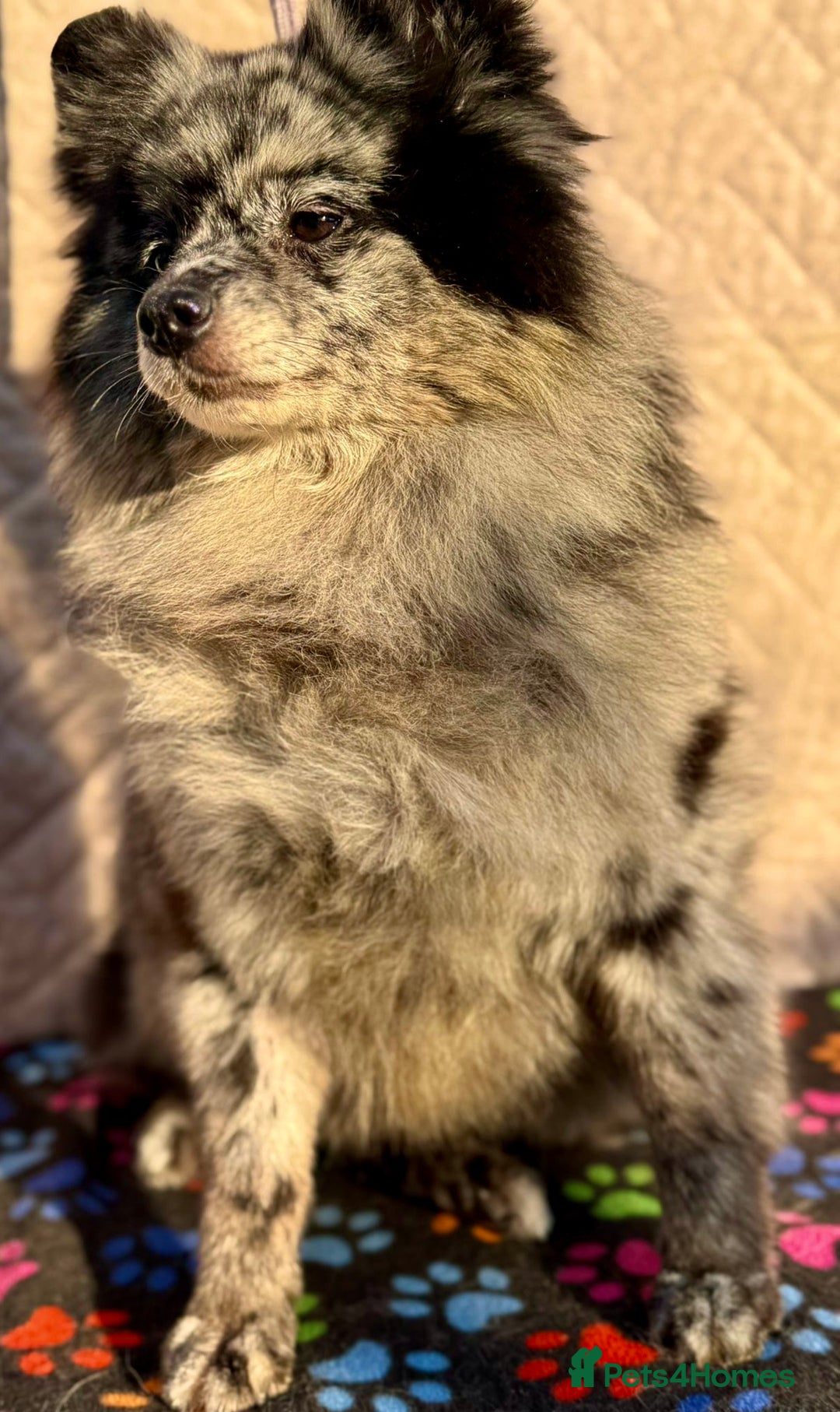 Pomeranian dogs for adoption: Dottie’s Story: From Darkness to Life - Image 3