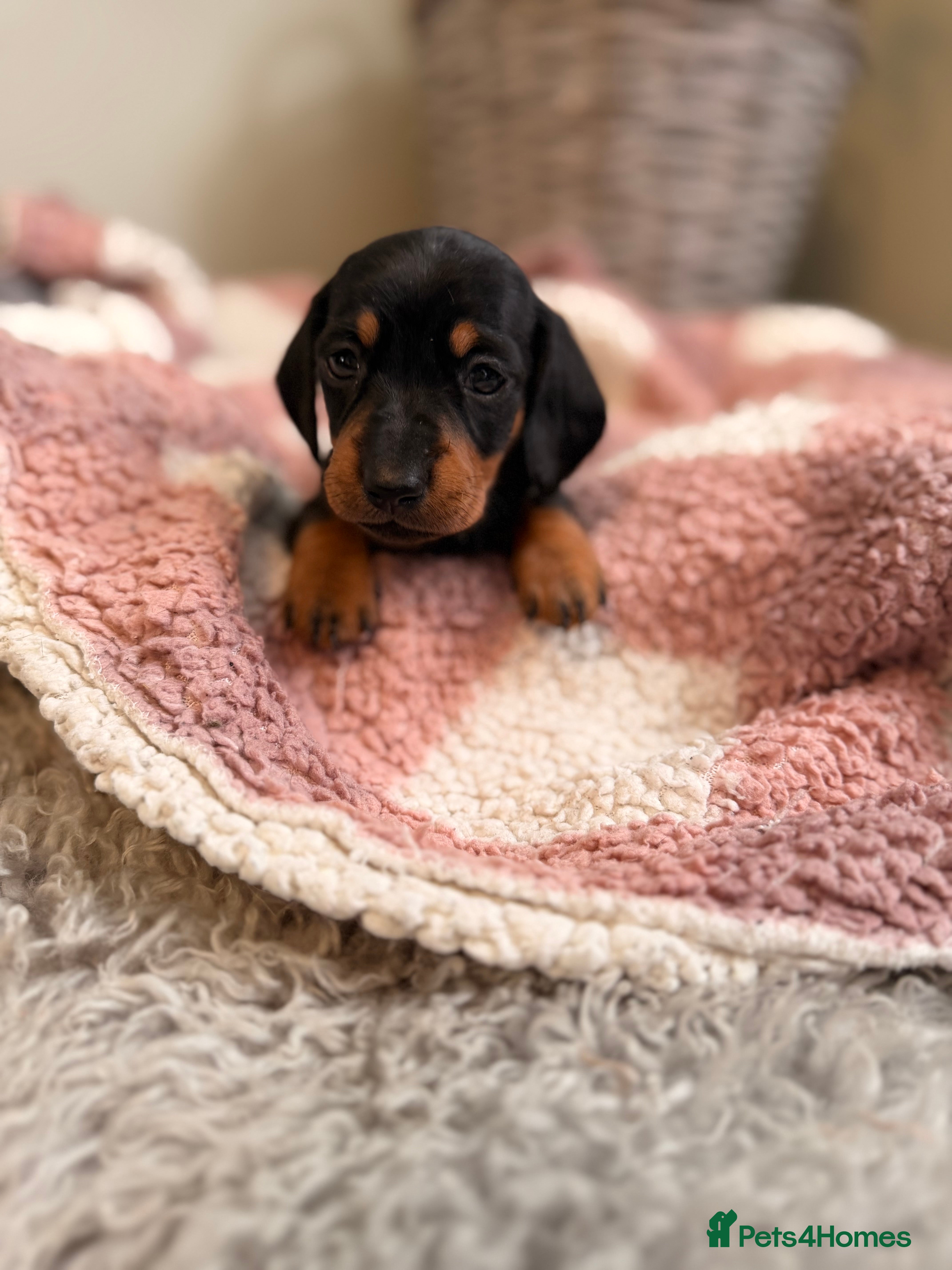 Miniature Dachshund dogs KC Miniature Smooth Dachshund Puppies - Advert 2