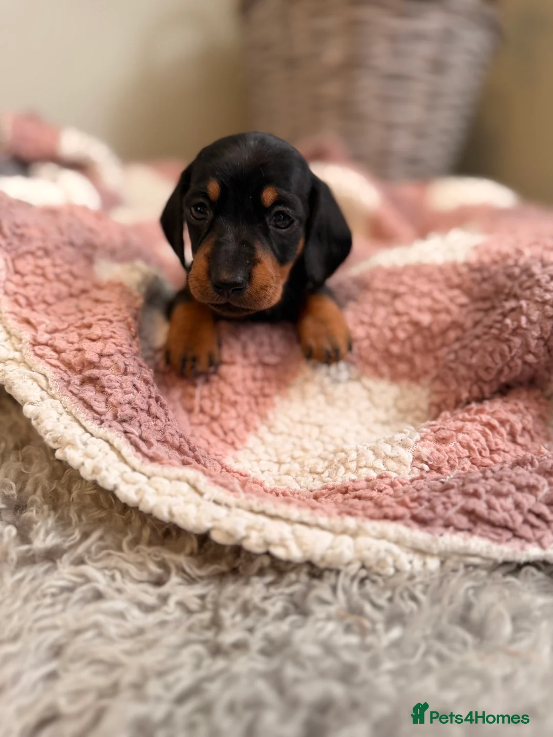 Miniature Dachshund dogs for sale: KC Miniature Smooth Dachshund Puppies - Advert 2