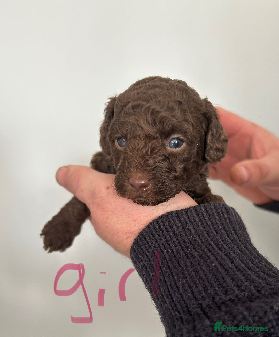 Toy Poodle dogs for sale: Beautiful pure chocolate & phantom Toy Poodles - Advert 2