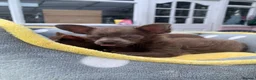 Chihuahua dogs for sale: Litter of chihuahua puppies ready to leave now  - Advert 6