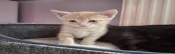 Domestic Shorthair cats for sale: 4 babies ready from 27th Oct - Advert 4