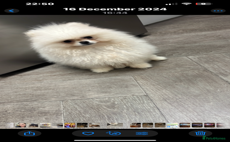 Pomeranian dogs - Advert 1