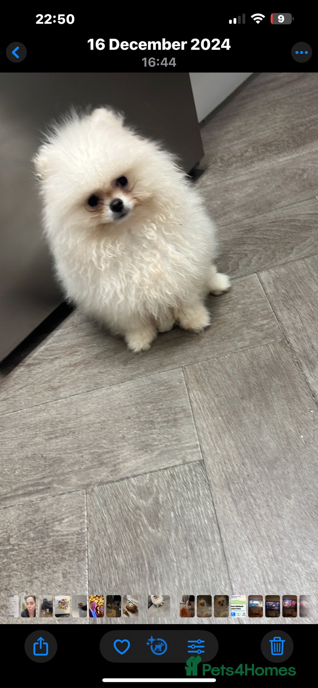 Pomeranian dogs for sale: Beautiful boy Pomeranian - Image 1