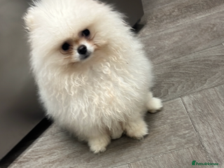 Pomeranian dogs - Advert 18