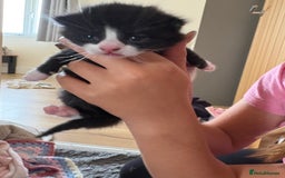 Mixed Breed cats for sale: Little boy cross breed  - Image 6