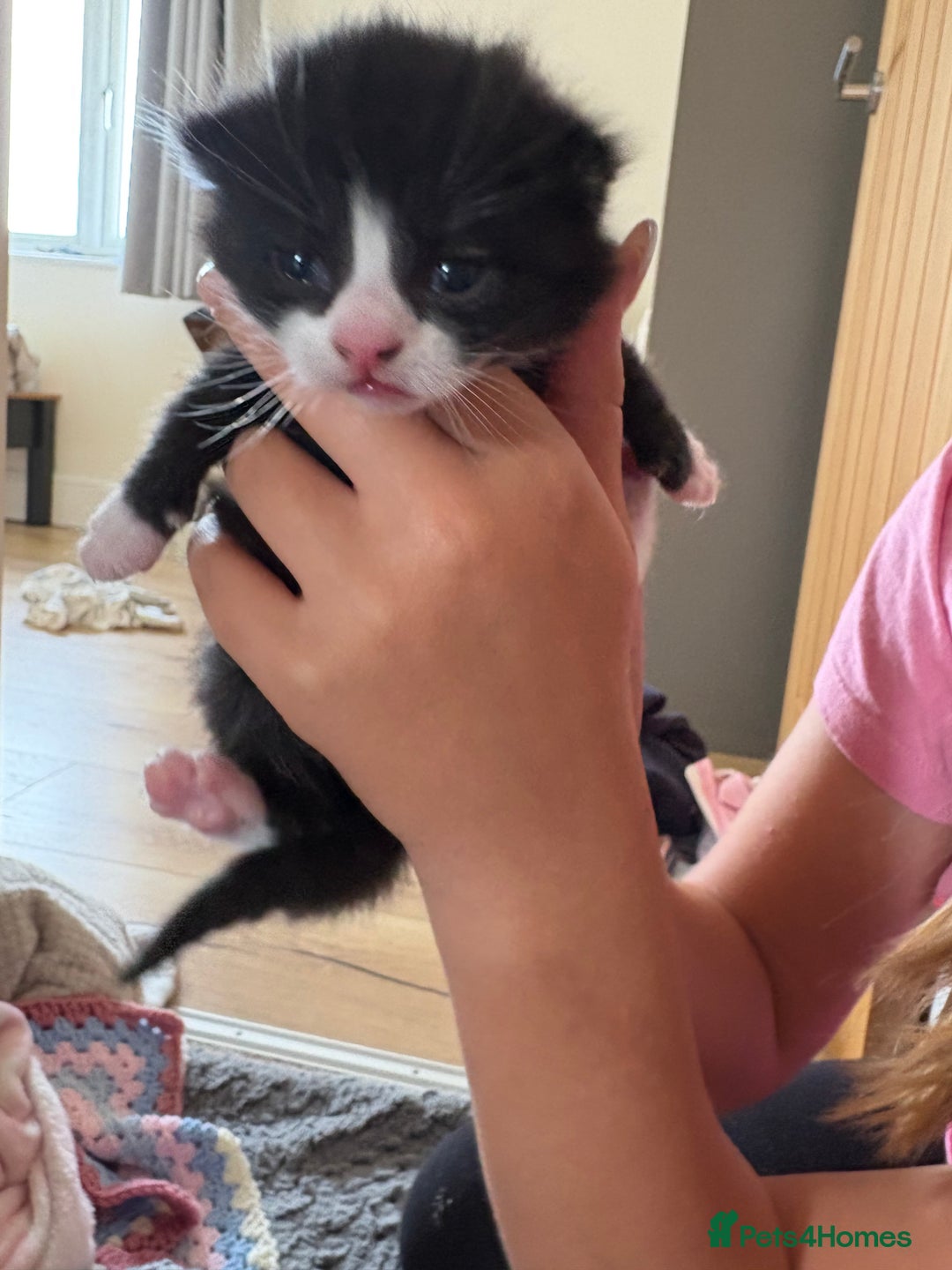 Mixed Breed cats for sale: Little boy cross breed  - Image 6