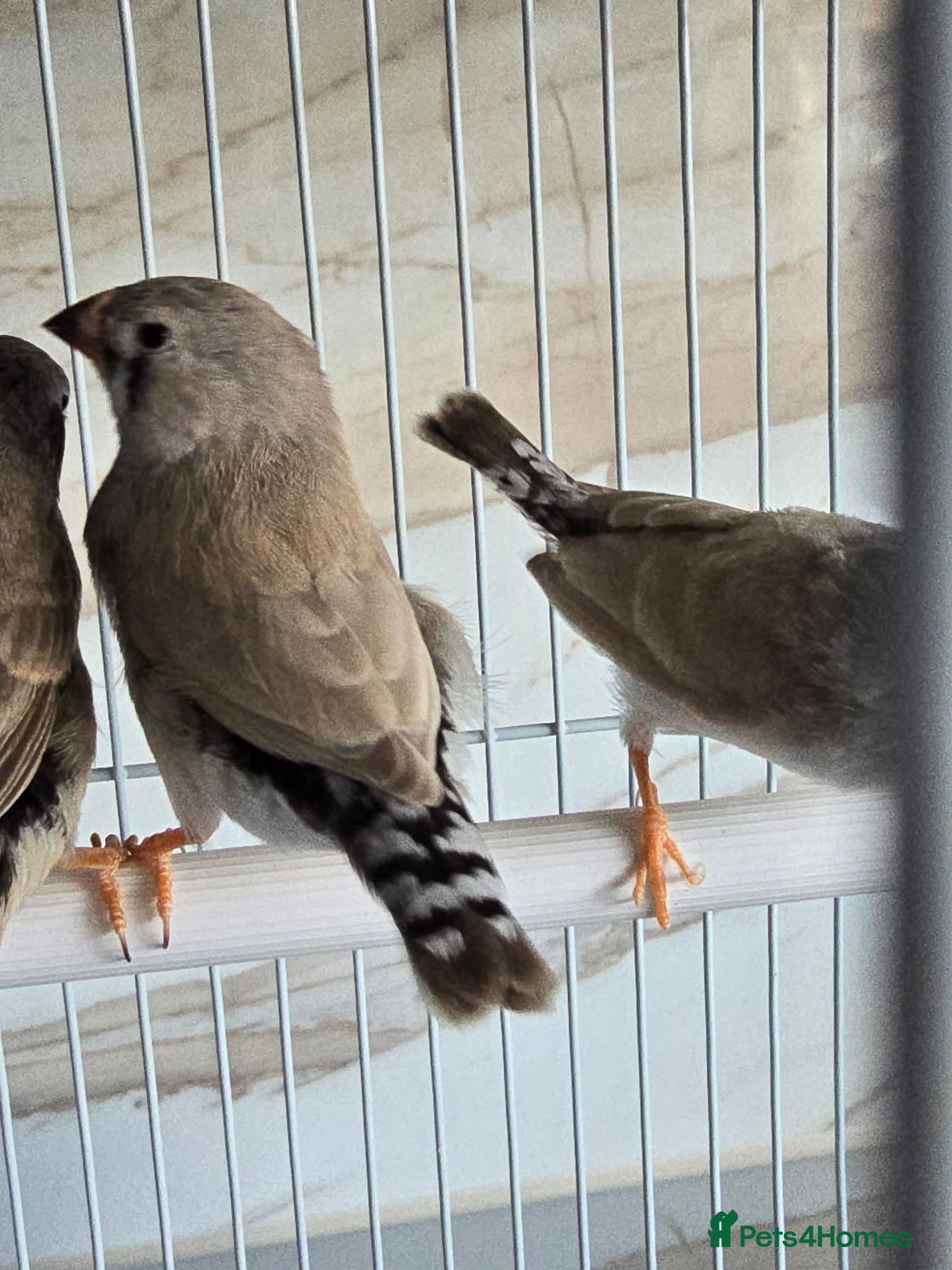 Finches birds Zebra finch with cage - Advert 13