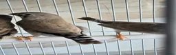 Finches birds for sale: Zebra finch with cage - Advert 1