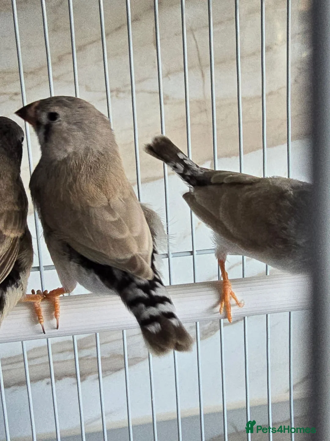 Finches birds for sale: Zebra finch with cage - Advert 1