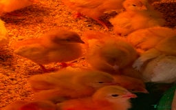 Chickens poultry for sale: Warren Hybrid chicks  - Image 1