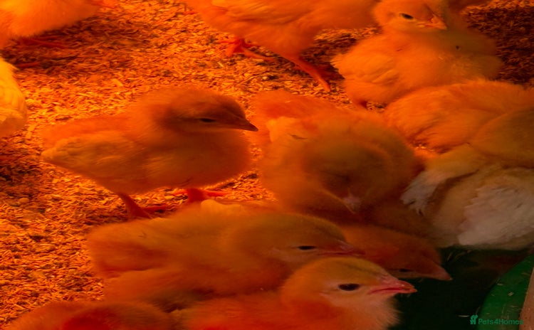 Chickens poultry - Advert 1