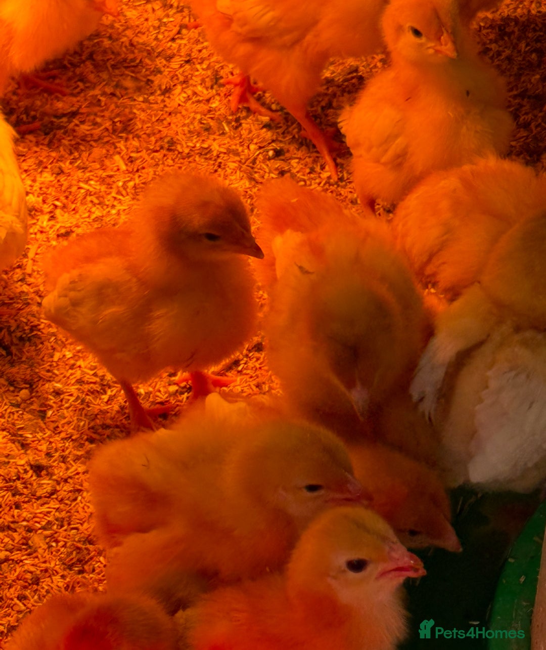 Chickens poultry for sale: Warren Hybrid chicks  - Image 1