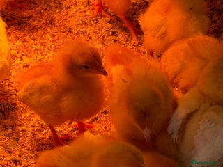 Chickens poultry for sale - Advert 1