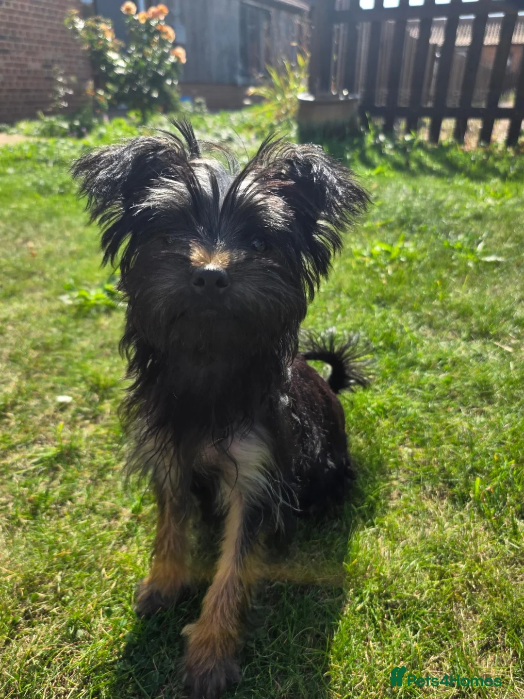 Yorkshire Terrier dogs for sale: Yorkie pup - Advert 3