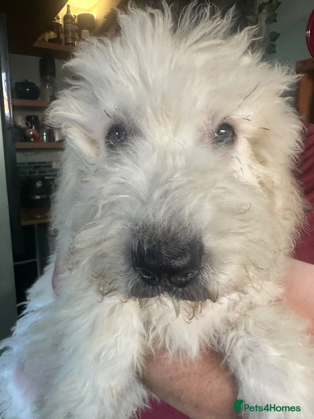 Komondor dogs for sale: Komondor Puppies - Advert 2