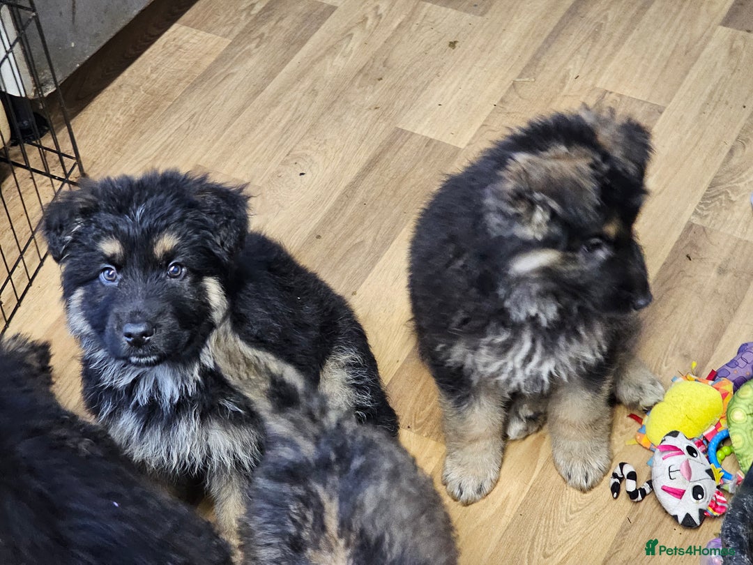 German Shepherd dogs for sale: German Shepherd puppies Kc registered  - Advert 24