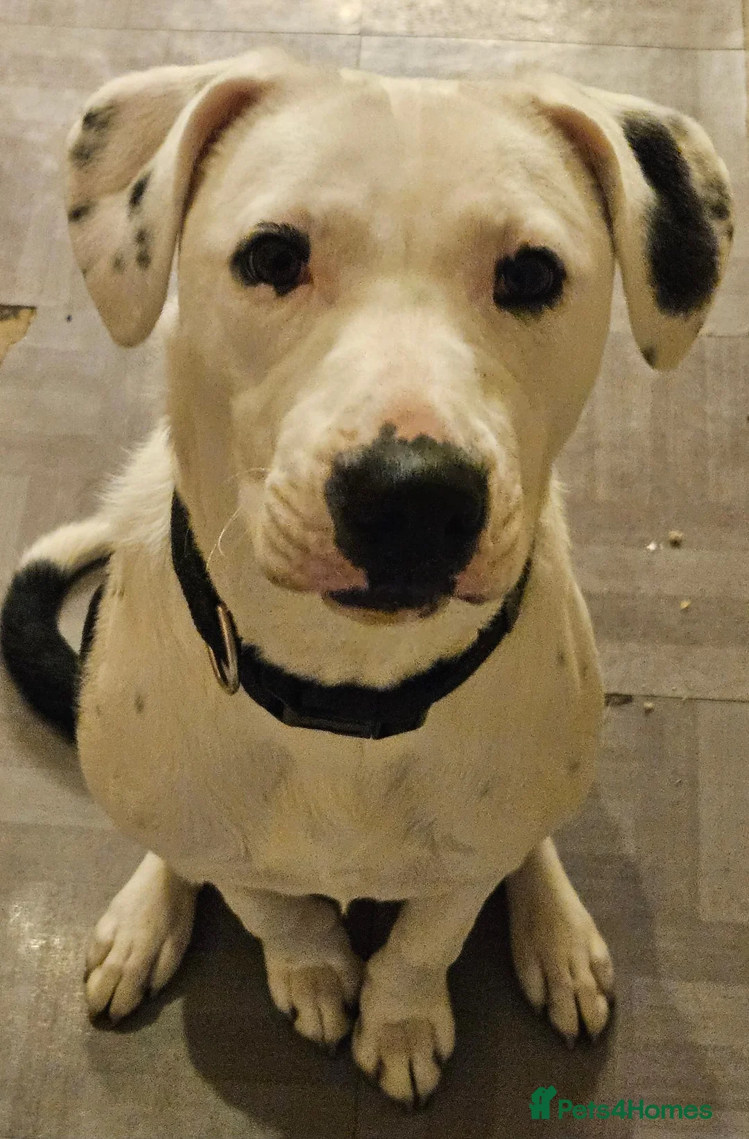 Mixed Breed dogs for sale: Nova  in Castleford - Advert 4