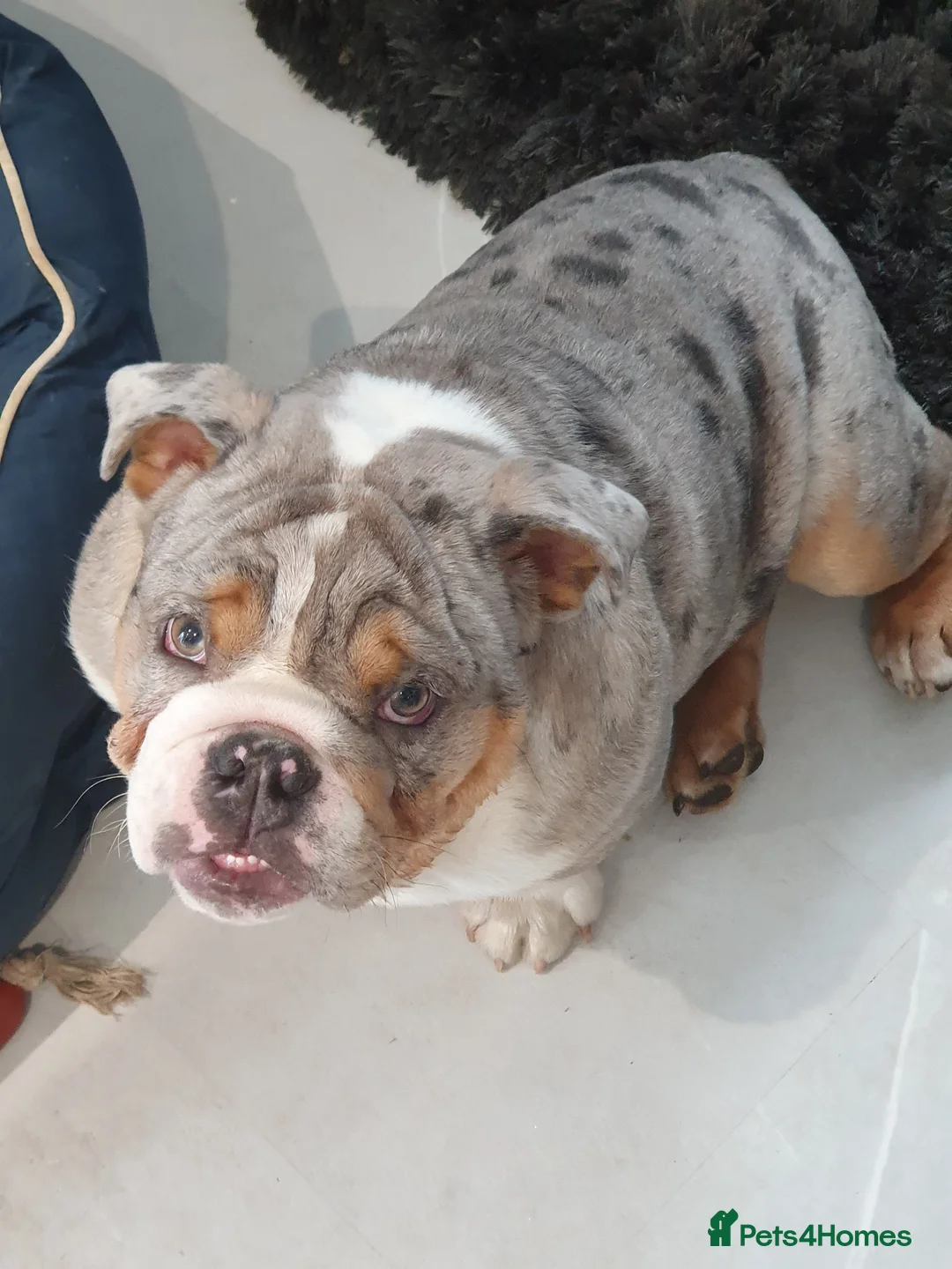 English Bulldog dogs for sale: Blue merle  - Advert 6