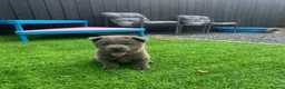 Chow Chow dogs for sale: Stunning exotic colour chowski puppies for sale  - Advert 17