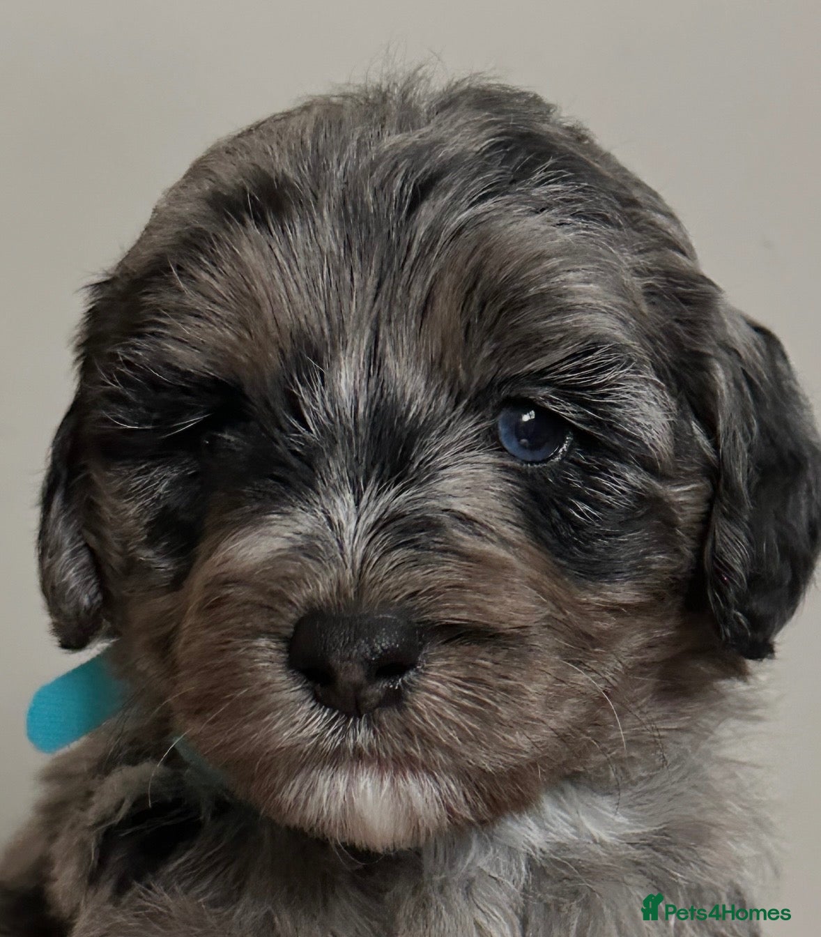 Sheepadoodle dogs Unique mini sheepadoodle mix - Advert 1