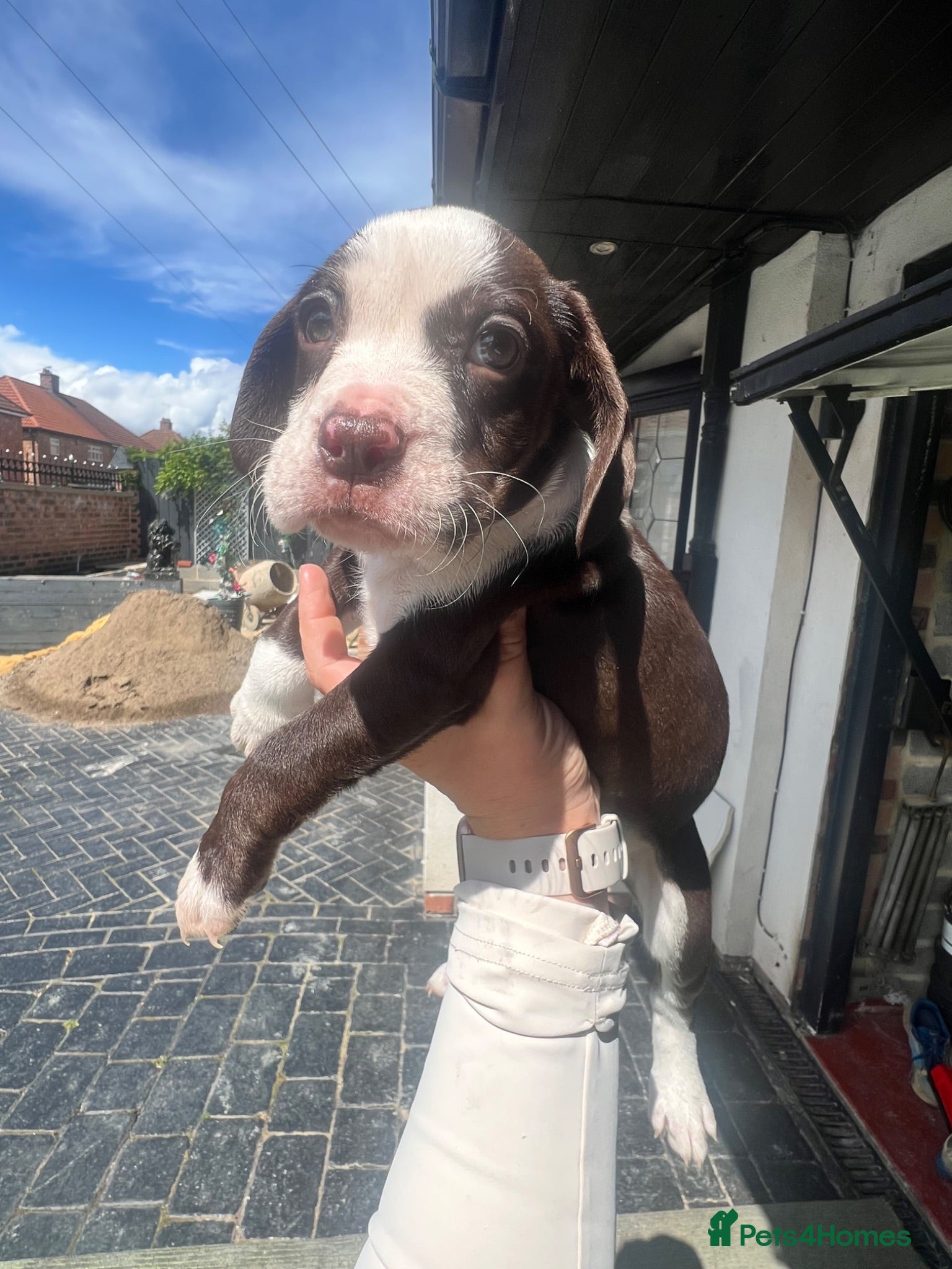 Cocker Spaniel dogs REDUCED READY TO LEAVE NOW Cocker Spaniel pups - Advert 15