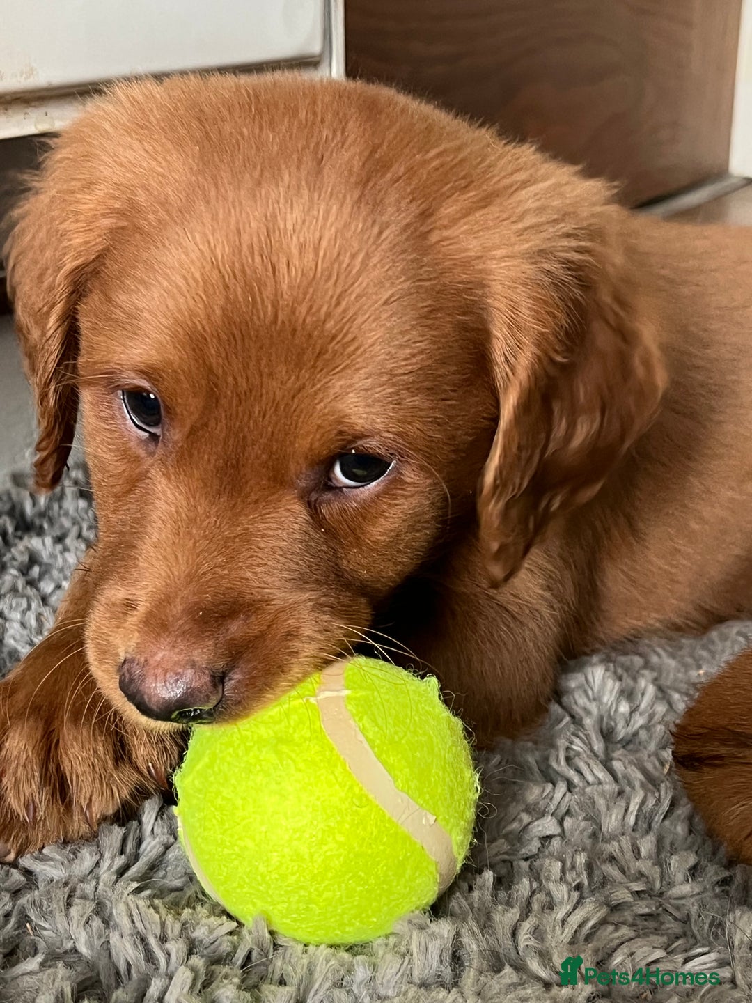 Labrador Retriever dogs for sale: Fox Red Labrador puppies - Advert 6