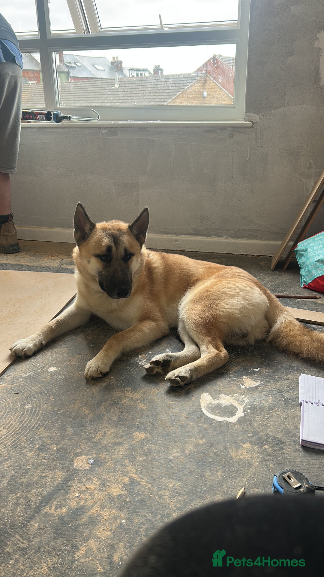 Mixed Breed dogs for sale: Beautiful mixed breed dog  - Image 2