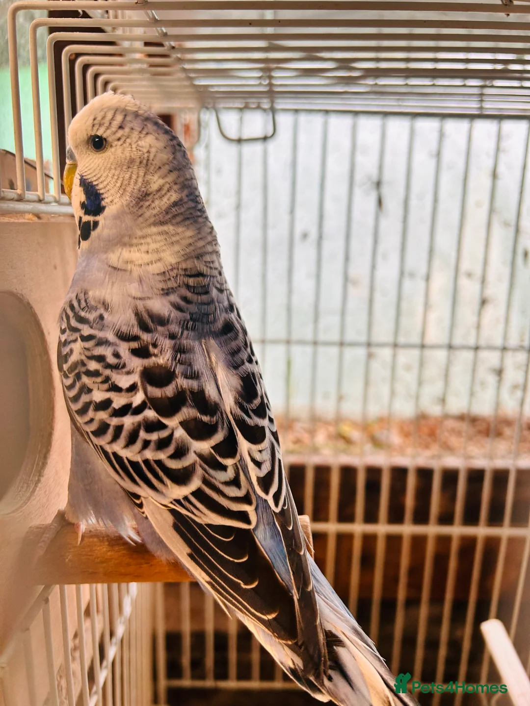 Budgerigars birds for sale: Proven breeding pairs only  - Advert 1
