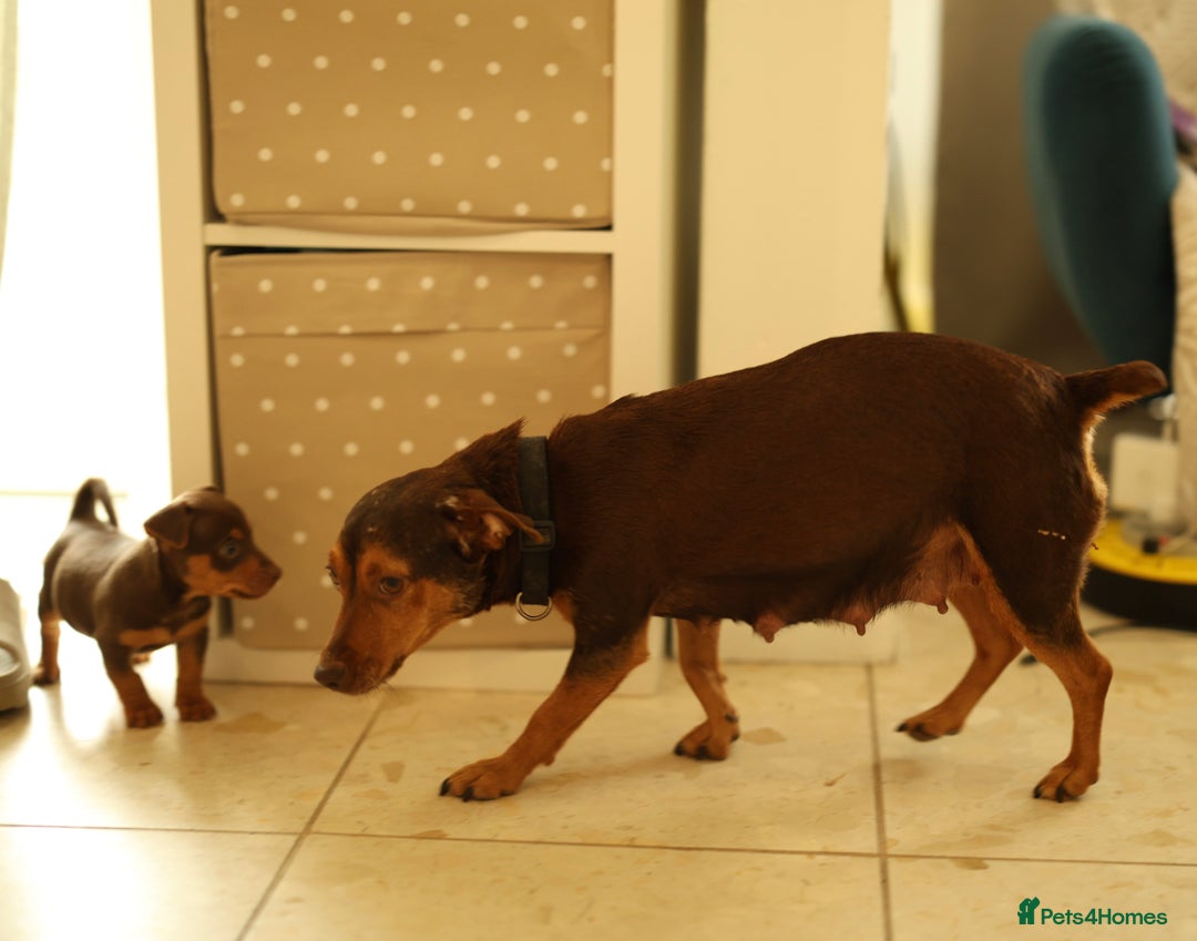 Jack Russell dogs for sale: Beautiful Jack Russell female puppies for sale - Advert 3