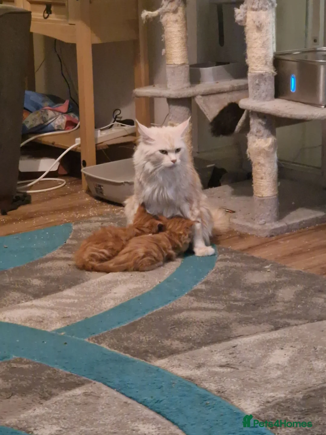 Maine Coon cats for sale: 🐾 Stunning Full Maine Coon Kittens 🐾 - Advert 2