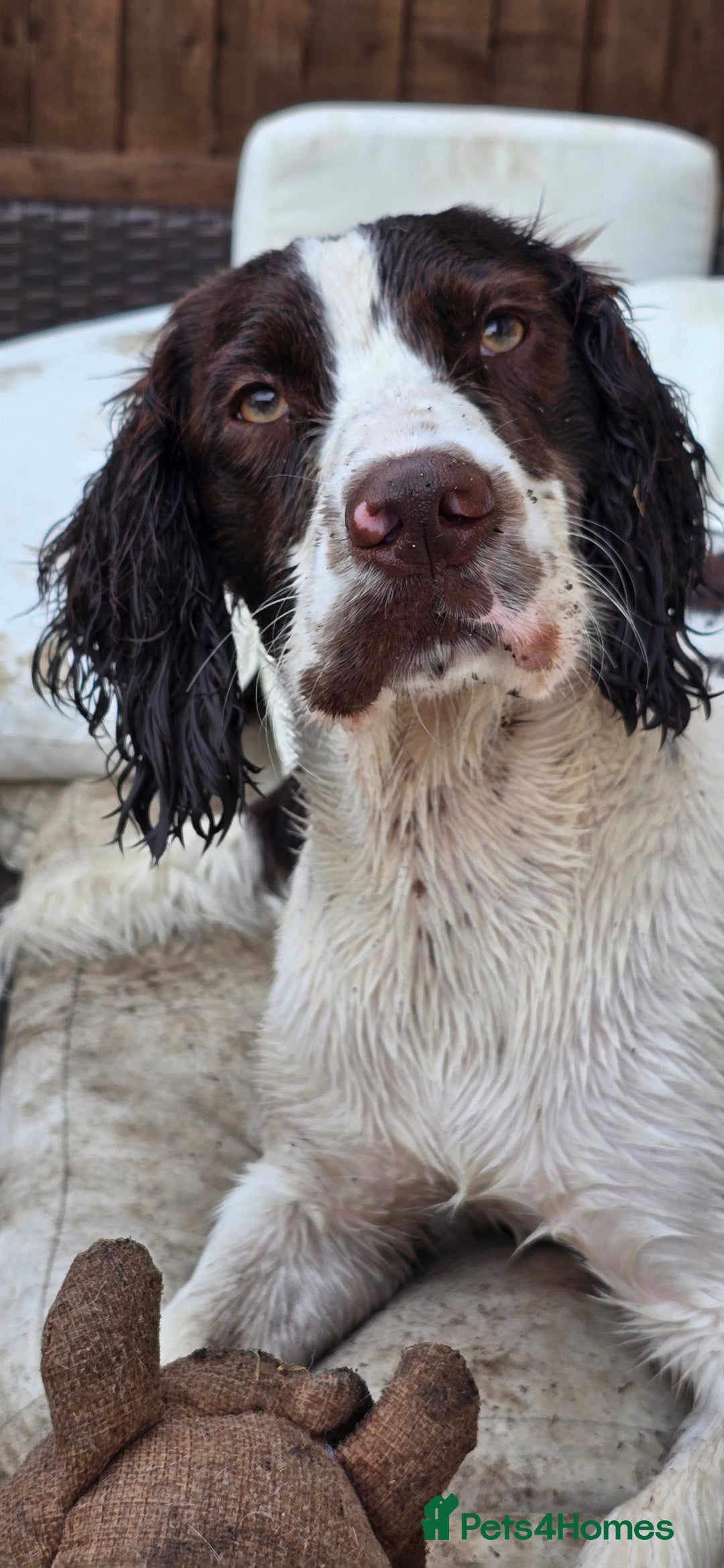 Sprocker dogs for stud: Sprocker Ralph - Advert 11