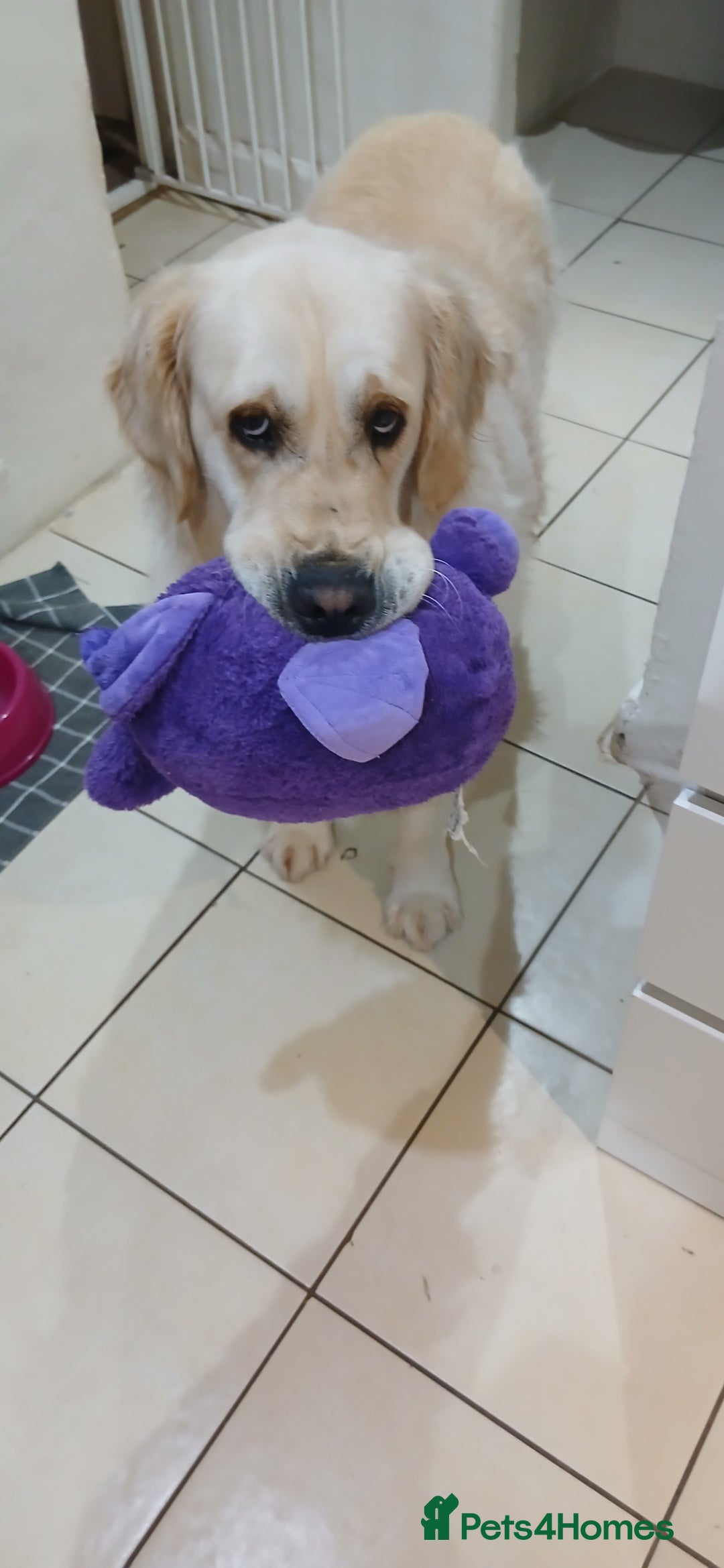 Golden Retriever dogs for sale: ❤️ lonely heart ad 🤎 - Advert 1