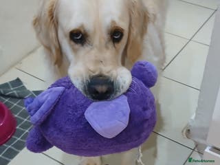 Golden Retriever dogs ❤️ lonely heart ad 🤎 - Advert 1