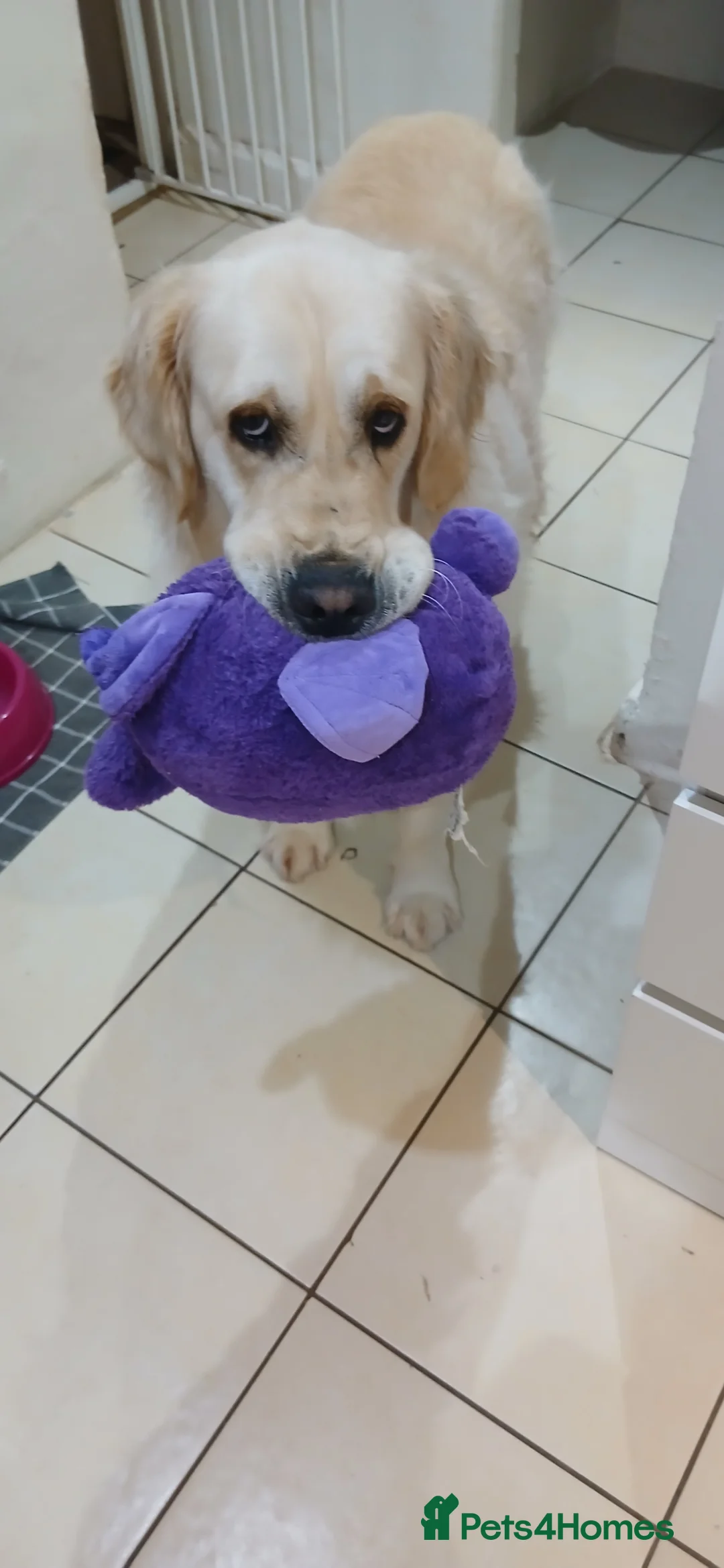 Golden Retriever dogs for sale: ❤️ lonely heart ad 🤎 - Advert 1