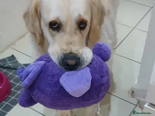 Golden Retriever dogs ❤️ lonely heart ad 🤎 - Advert 6