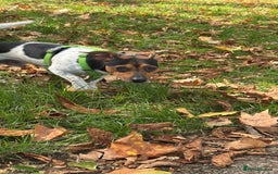 Mixed Breed dogs for sale: Jack Russel x Dachshund - Male 3 years old - Image 5