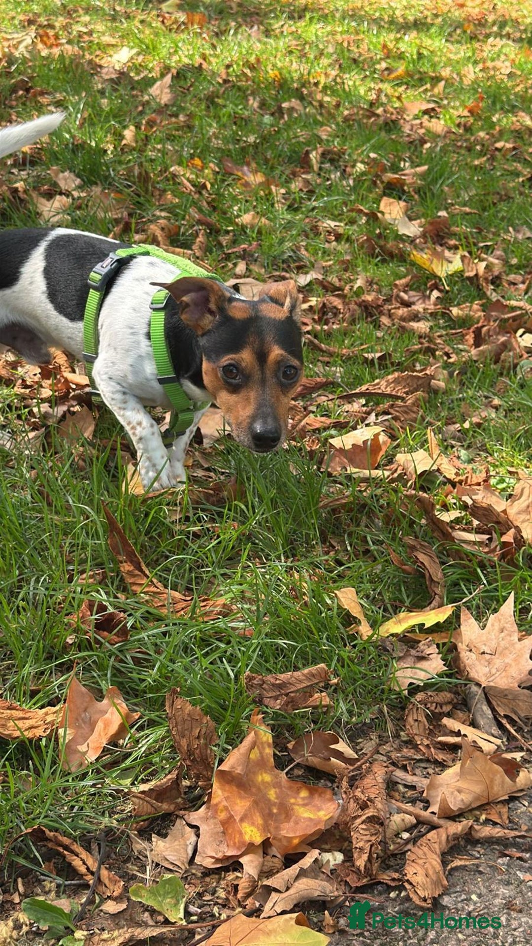 Mixed Breed dogs for sale: Jack Russel x Dachshund - Male 3 years old - Image 5