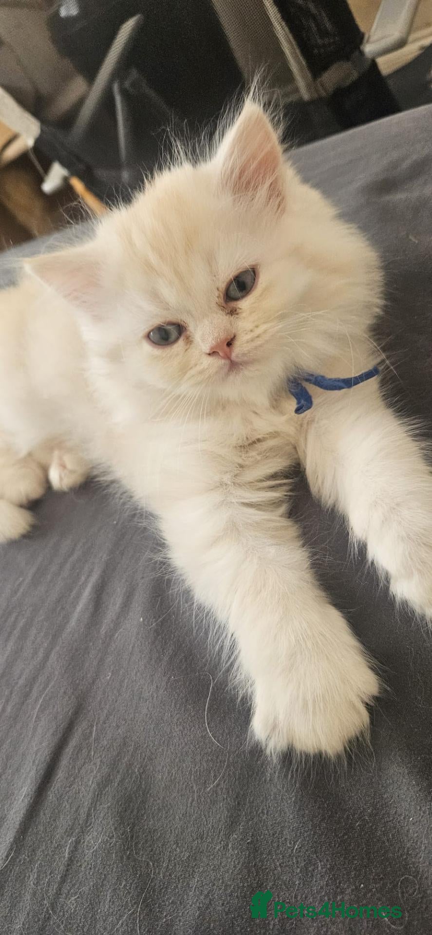 Persian cats 3 fluffy persain  kittens ready to leave - Advert 1