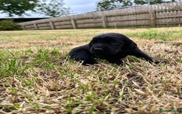 Cockerdor dogs for sale: Beautiful Cockerdor Puppies  - Image 3